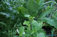 comp_DSC08970.webp