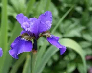 Iris  0620.JPG