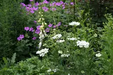 Juni   0120.webp