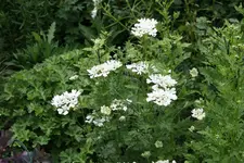 Juni   0220.webp