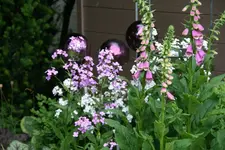 Juni   0420.webp
