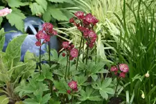 Juni   0920.webp