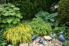 Juni   1120.webp