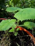 20200606_090404.jpg