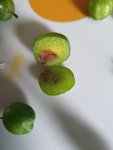 Gefallene Frucht.jpg