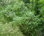 SAM_1783.webp