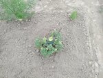 IMG_20200605_174551.jpg