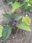 IMG_20200605_174612.jpg
