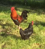 Hahn Huhn_mr.ditschy.webp