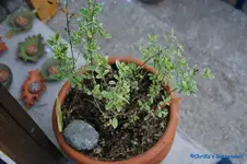 comp_DSC08984.webp