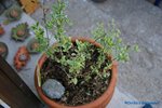 comp_DSC08984.jpg