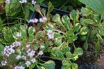 comp_DSC08986.jpg