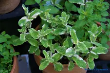 comp_DSC08987.webp