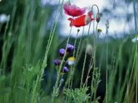 image002.webp