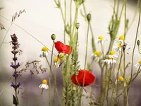 image004.webp