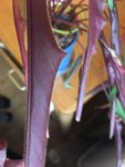 IMG_2355.jpeg