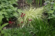 Juni  0319.webp