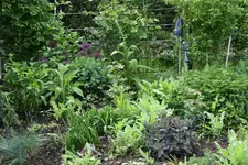 Juni  0419.webp