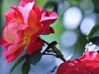 image001.webp