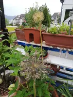 2020-06-09 19.15.20.webp