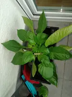 IMG_20200610_110208.webp