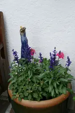 Einjährige   0620.webp