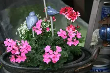 Einjährige   0720.JPG