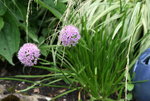 Allium1017.JPG