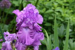Iris von Frank0620.JPG
