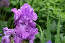 Iris von Frank0620.webp
