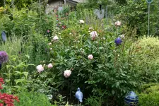 Juni   1520.webp