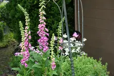Juni   1720.webp