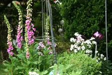 Juni   2420.webp