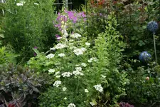Juni   2720.webp
