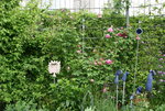 Rose Louse Odier   0220.JPG