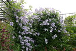 Cl.vit.Emilia Plater1118.JPG