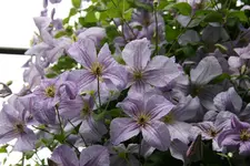 Cl.vit.Emilia Plater1318.webp