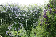 Cl.vit.Emilia Plater1319.webp