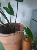 alocasia1.webp