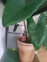 alocasia3.webp