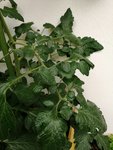 IMG_20200611_134154.jpg
