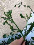 IMG_20200611_134417.jpg