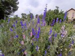 20200610_170130.jpg