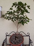 20200611_183915.jpg