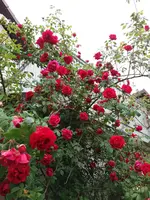 20200611_173230.webp
