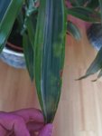 IMG_20200611_195818.jpg