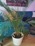IMG_20200611_195900.jpg