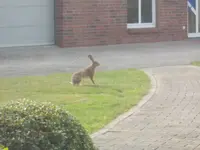Hase.webp