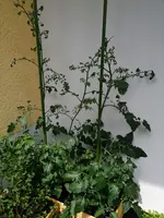 IMG_20200612_120735.jpg