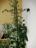 IMG_20200612_120745.webp